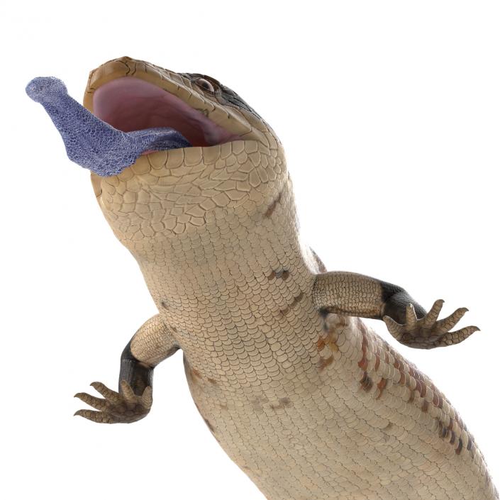 3D model Blue Tongued Skink Pose 4