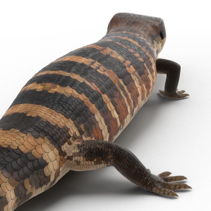 3D model Blue Tongued Skink Pose 4