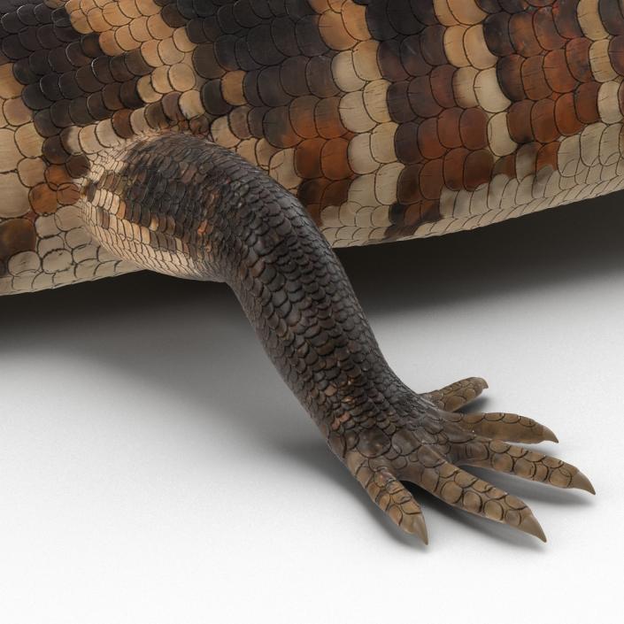 3D model Blue Tongued Skink Pose 4