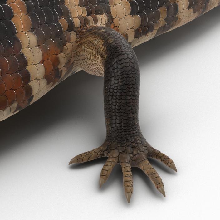 3D model Blue Tongued Skink Pose 4