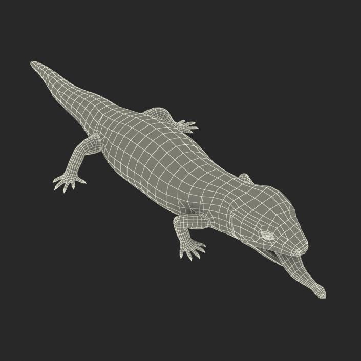 3D model Blue Tongued Skink Pose 4