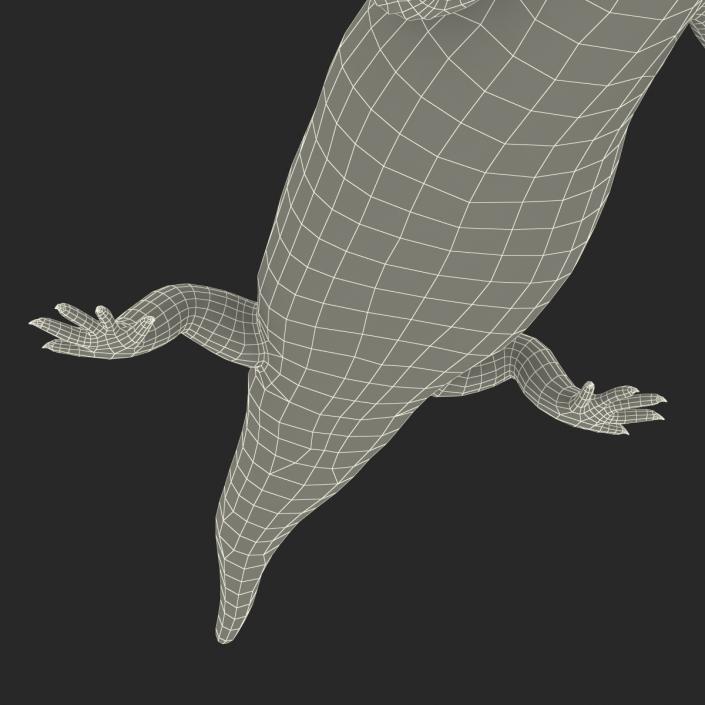 3D model Blue Tongued Skink Pose 4