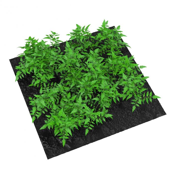 3D Young Tomato Plants in the Garden model