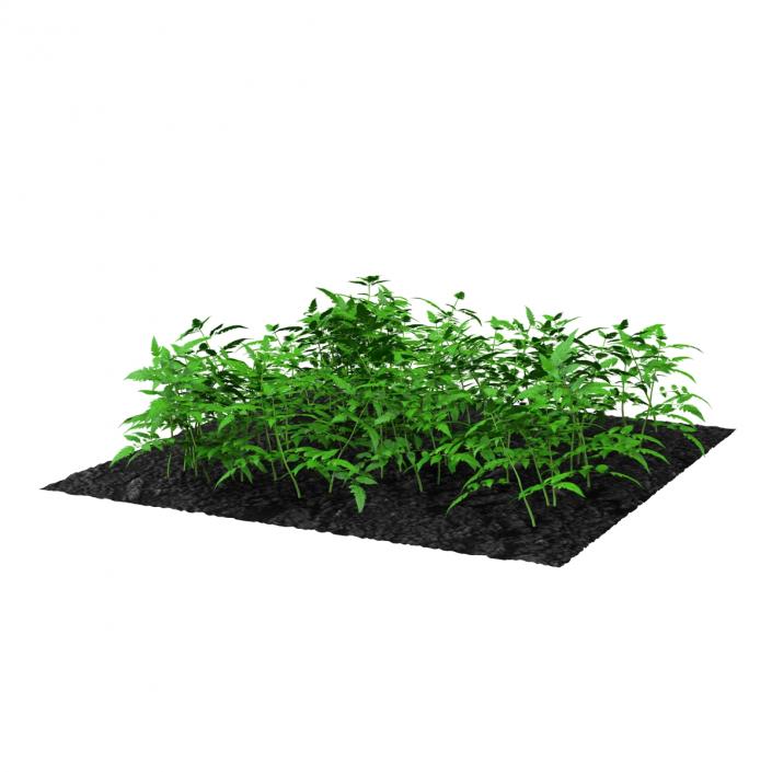 3D Young Tomato Plants in the Garden model