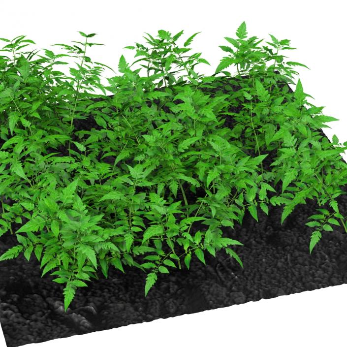 3D Young Tomato Plants in the Garden model