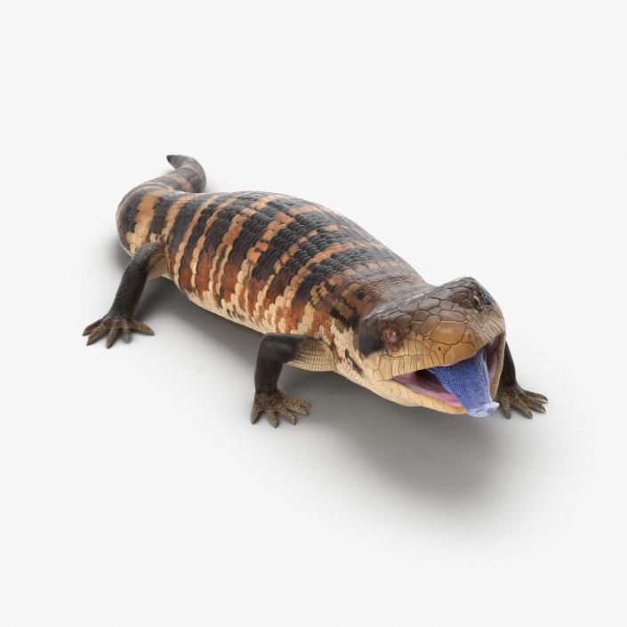 3D model Blue Tongued Skink Rigged