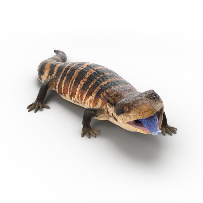 3D model Blue Tongued Skink Rigged