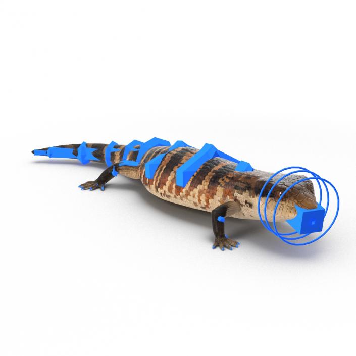 3D model Blue Tongued Skink Rigged