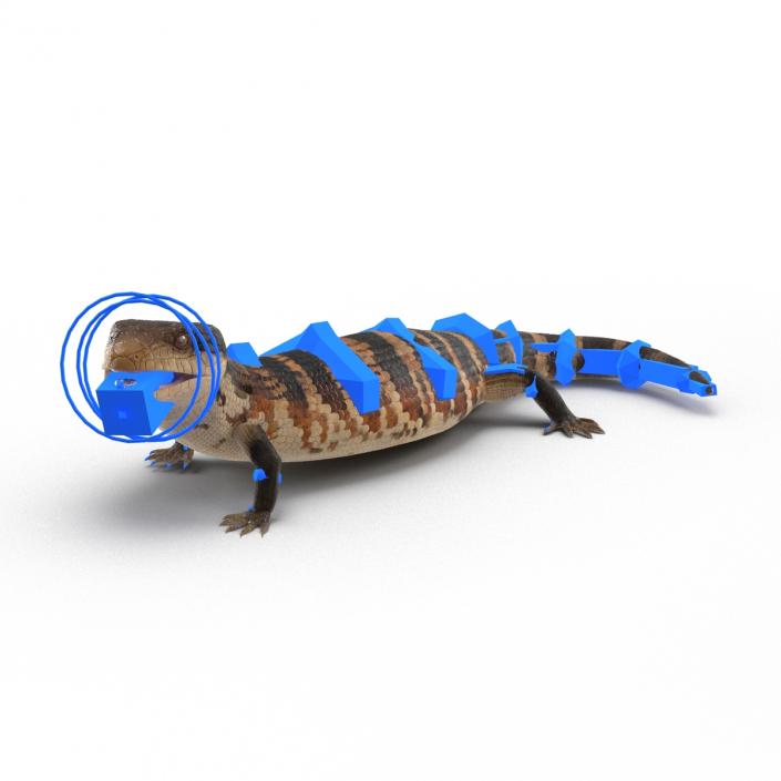 3D model Blue Tongued Skink Rigged