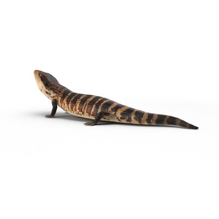 3D model Blue Tongued Skink Rigged