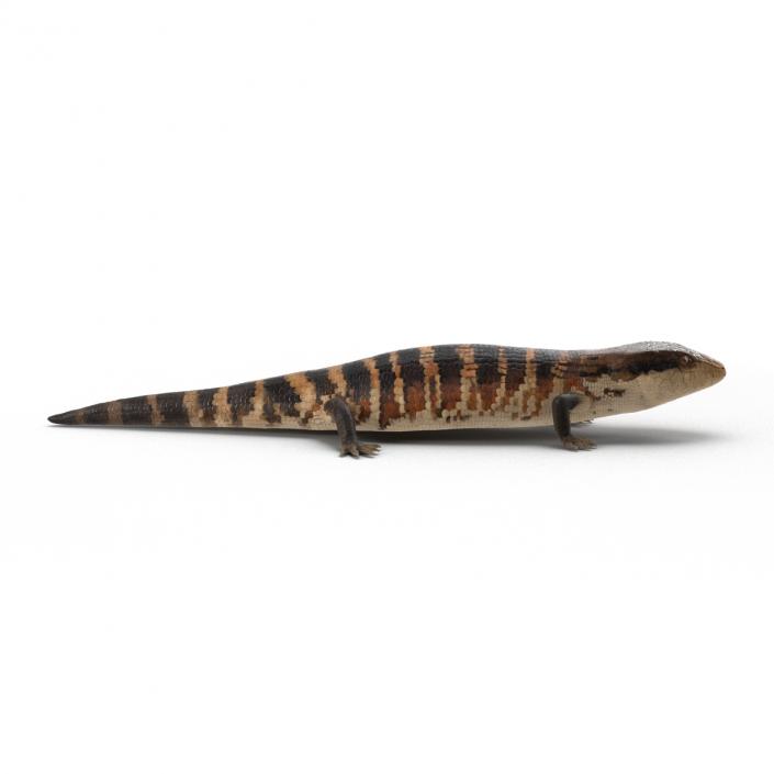 3D model Blue Tongued Skink Rigged