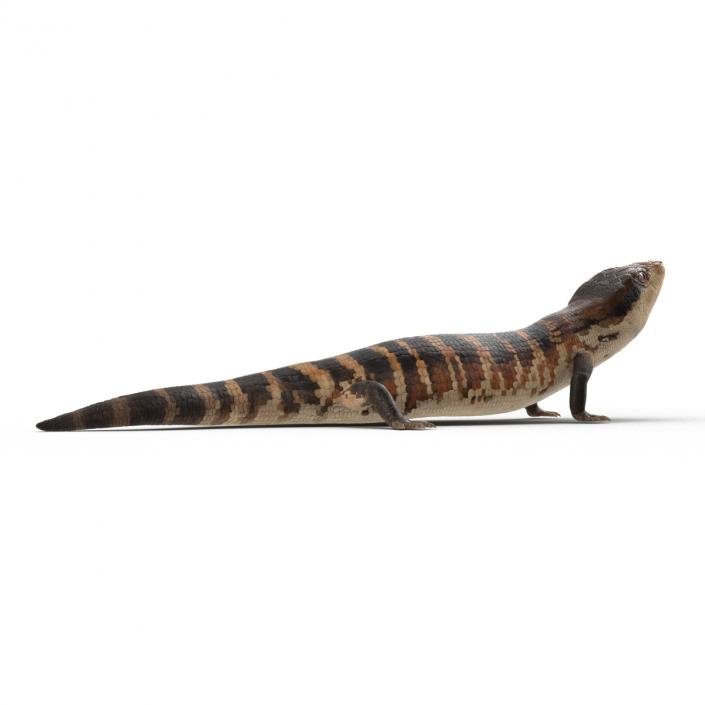 3D model Blue Tongued Skink Rigged