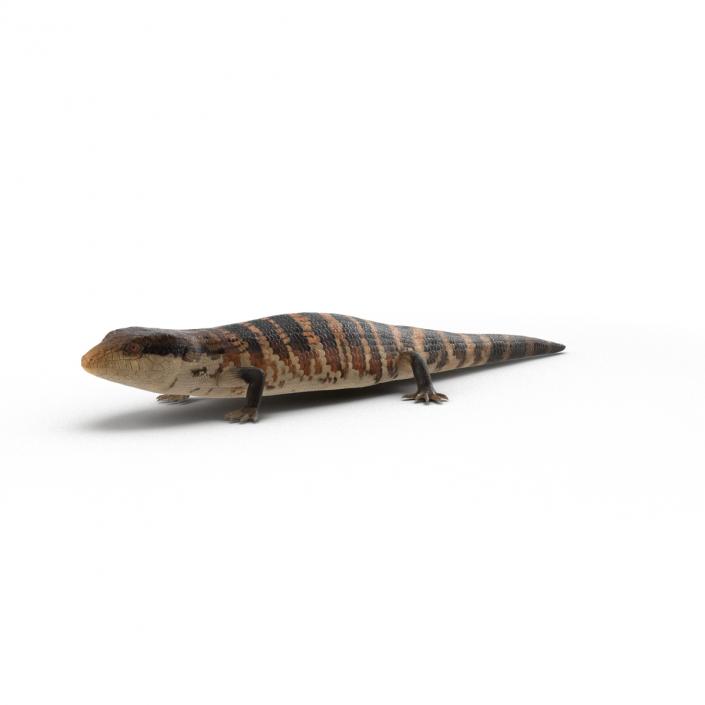 3D model Blue Tongued Skink Rigged