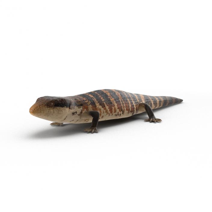 3D model Blue Tongued Skink Rigged