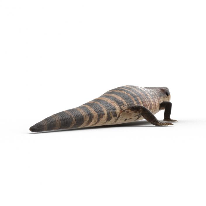 3D model Blue Tongued Skink Rigged