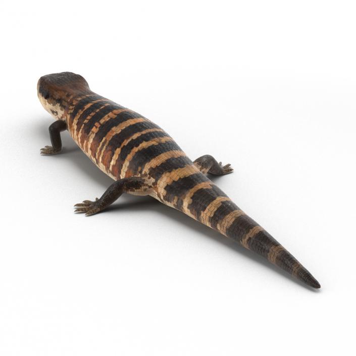 3D model Blue Tongued Skink Rigged