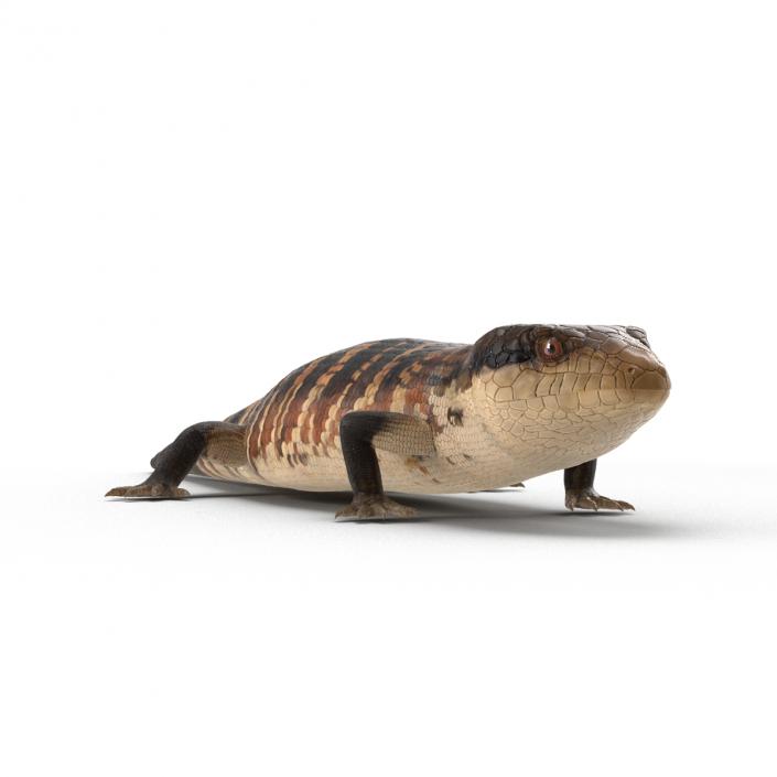 3D model Blue Tongued Skink Rigged