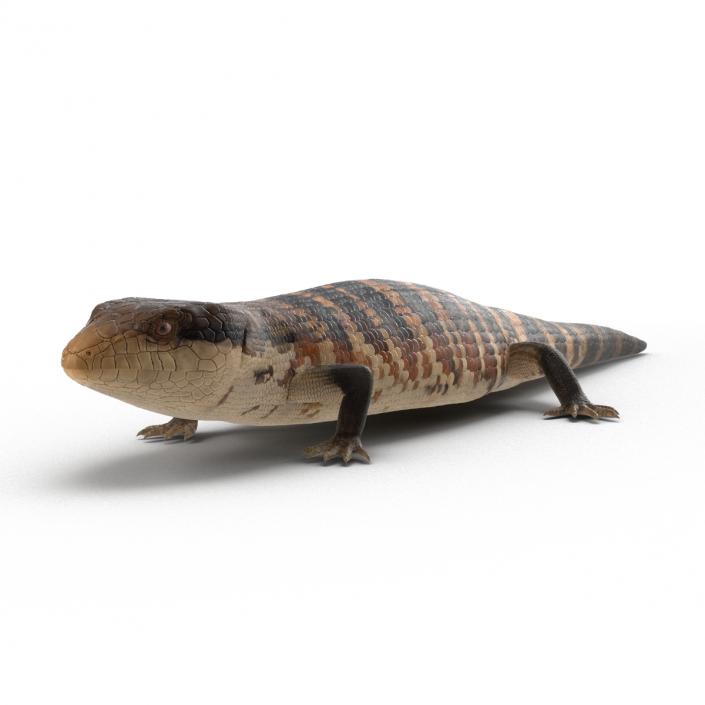 3D model Blue Tongued Skink Rigged