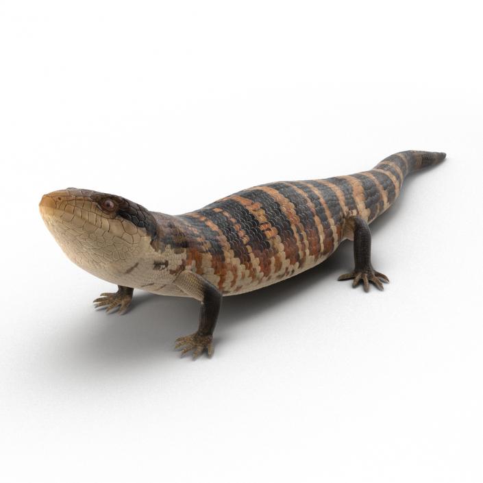 3D model Blue Tongued Skink Rigged