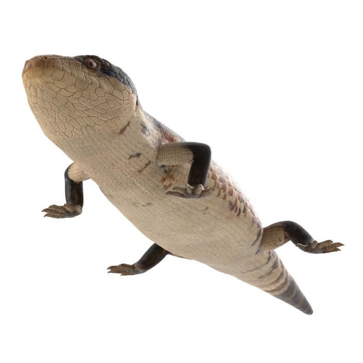 3D model Blue Tongued Skink Rigged