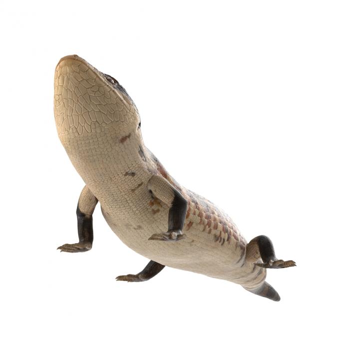 3D model Blue Tongued Skink Rigged