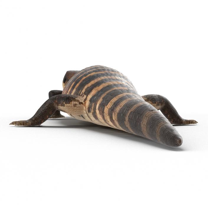 3D model Blue Tongued Skink Rigged