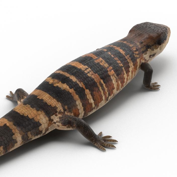 3D model Blue Tongued Skink Rigged