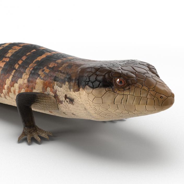 3D model Blue Tongued Skink Rigged