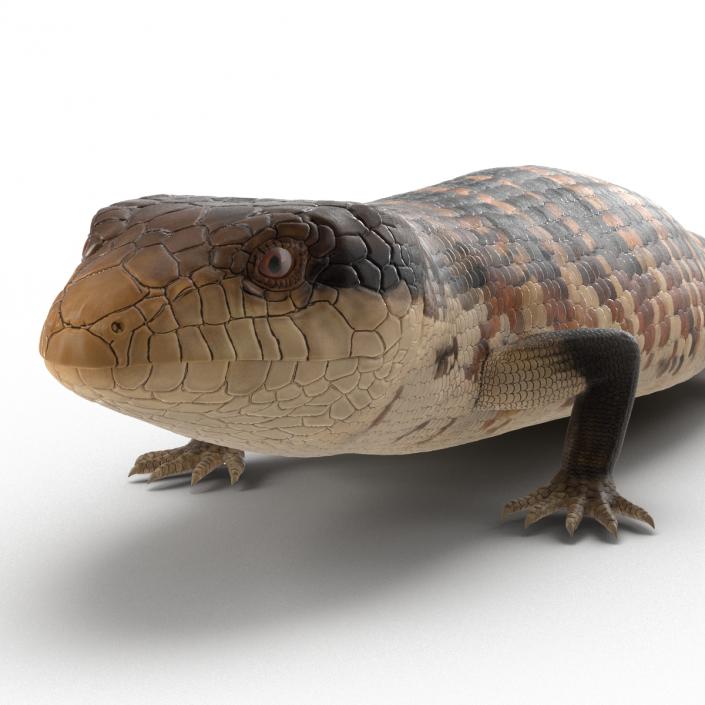 3D model Blue Tongued Skink Rigged