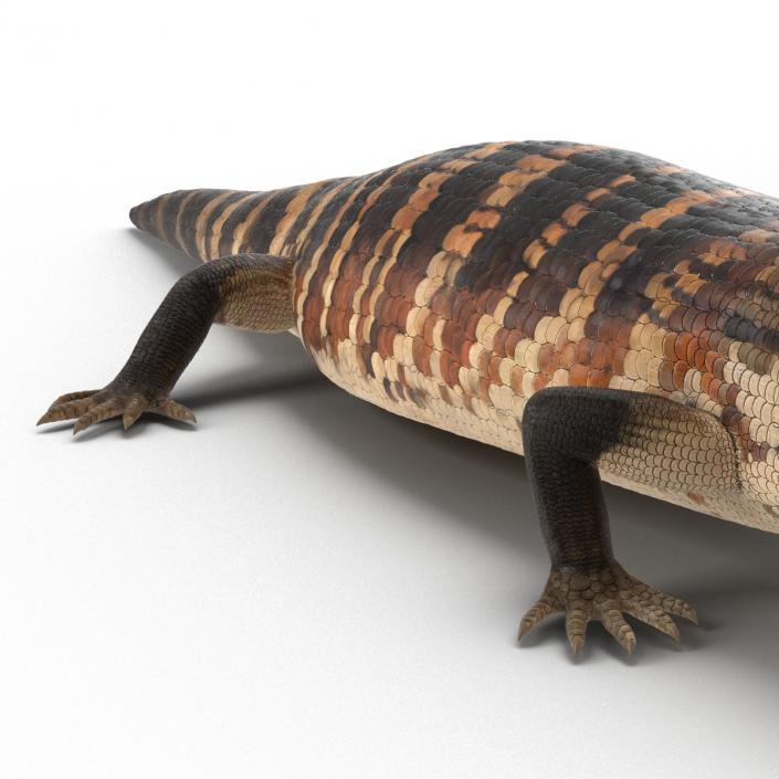 3D model Blue Tongued Skink Rigged