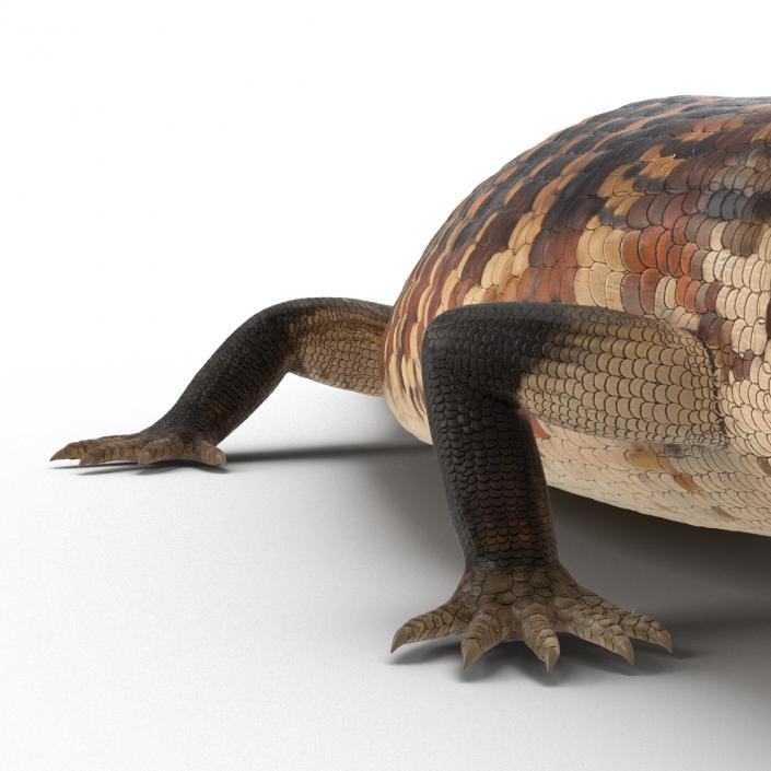 3D model Blue Tongued Skink Rigged