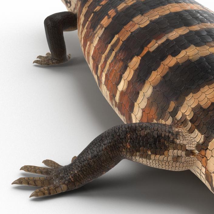 3D model Blue Tongued Skink Rigged