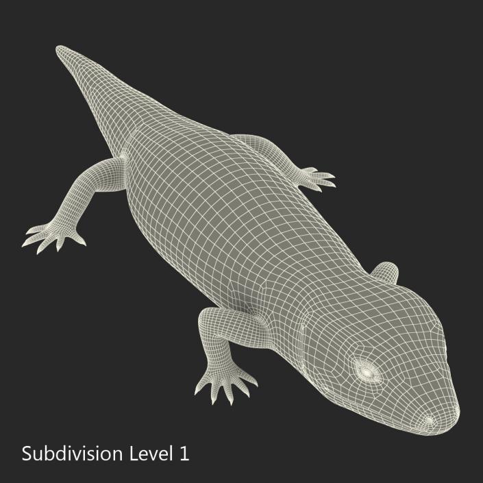 3D model Blue Tongued Skink Rigged