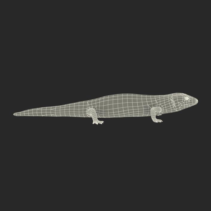 3D model Blue Tongued Skink Rigged