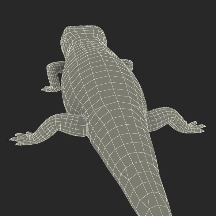 3D model Blue Tongued Skink Rigged