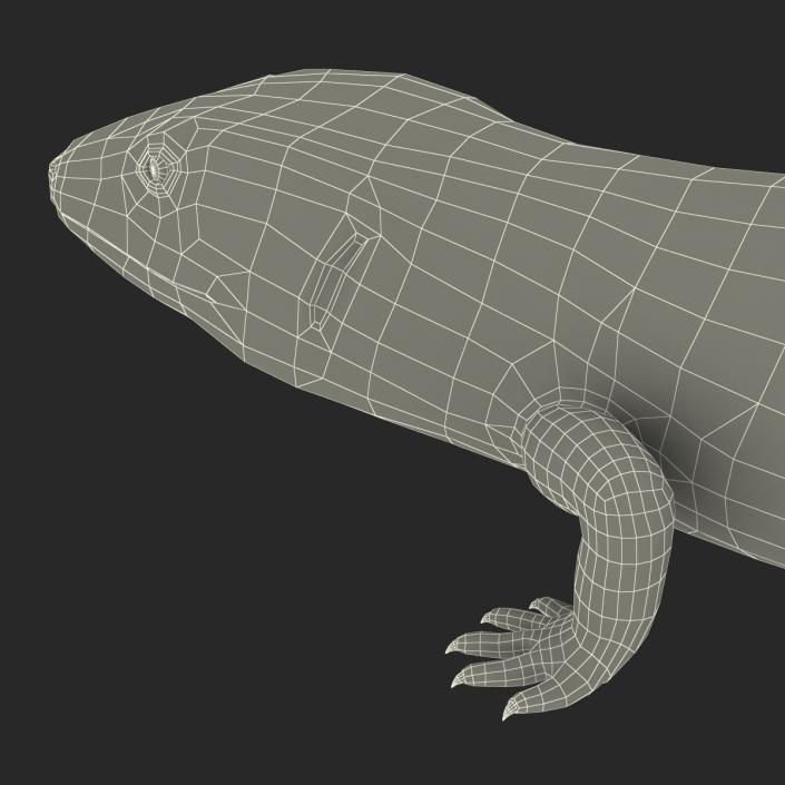 3D model Blue Tongued Skink Rigged