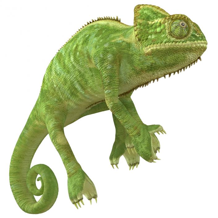 3D Chameleon Rigged