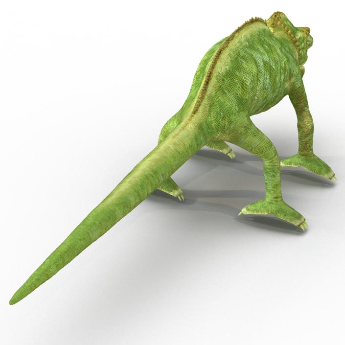 3D Chameleon Rigged