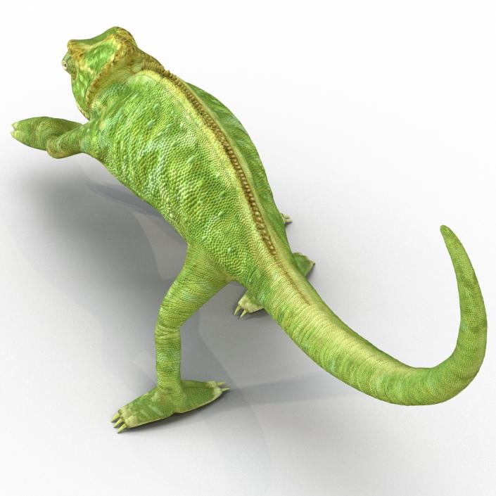 3D Chameleon Rigged