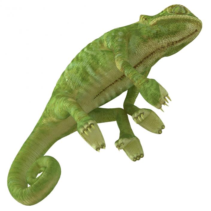 3D Chameleon Rigged