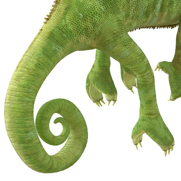 3D Chameleon Rigged