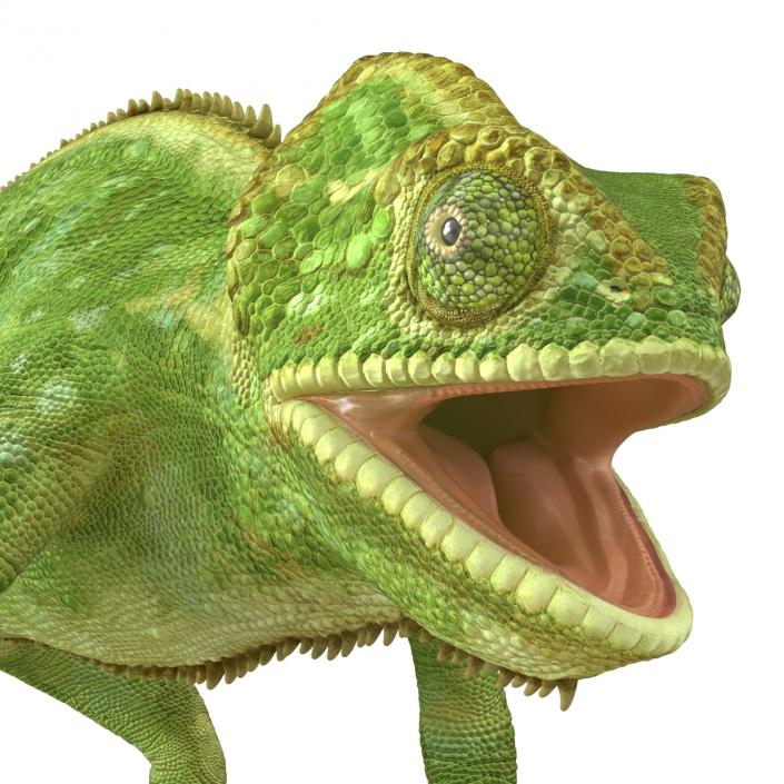 3D Chameleon Rigged