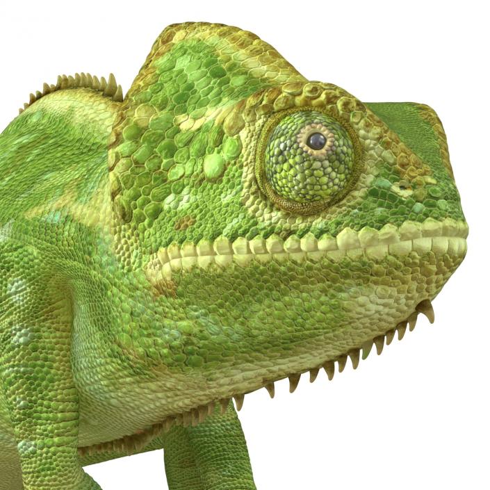 3D Chameleon Rigged