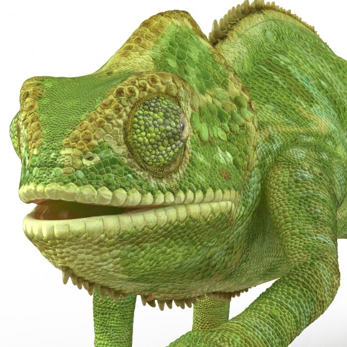 3D Chameleon Rigged