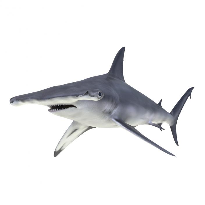 Great Hammerhead Shark Rigged 3D model