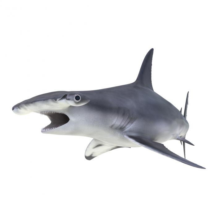 Great Hammerhead Shark Rigged 3D model