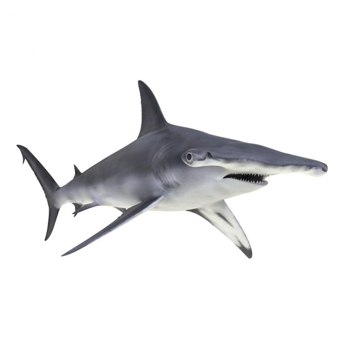 Great Hammerhead Shark Rigged 3D model