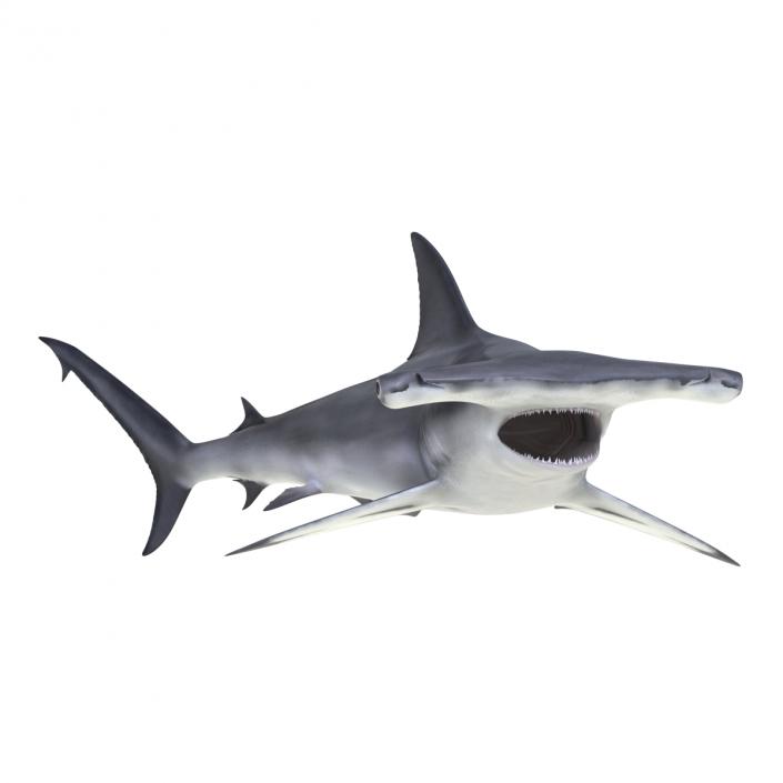 Great Hammerhead Shark Rigged 3D model