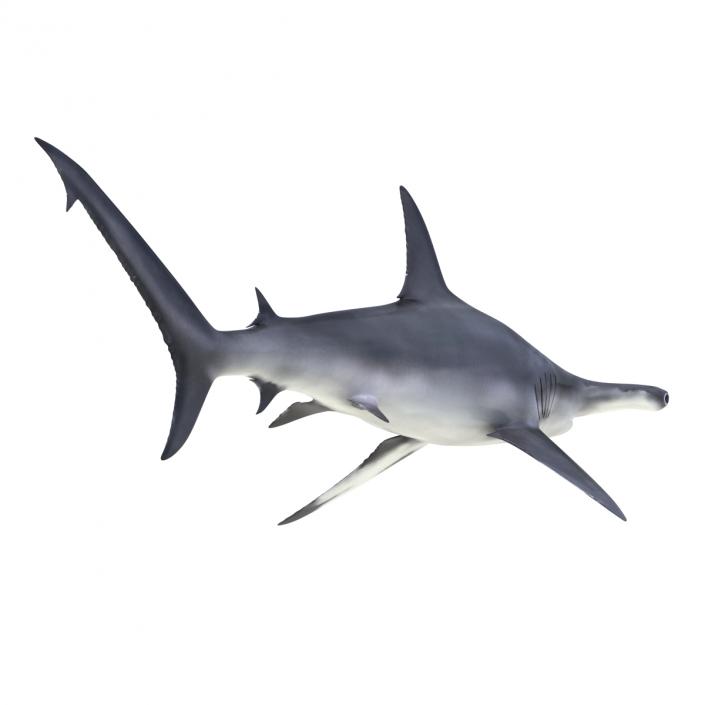 Great Hammerhead Shark Rigged 3D model