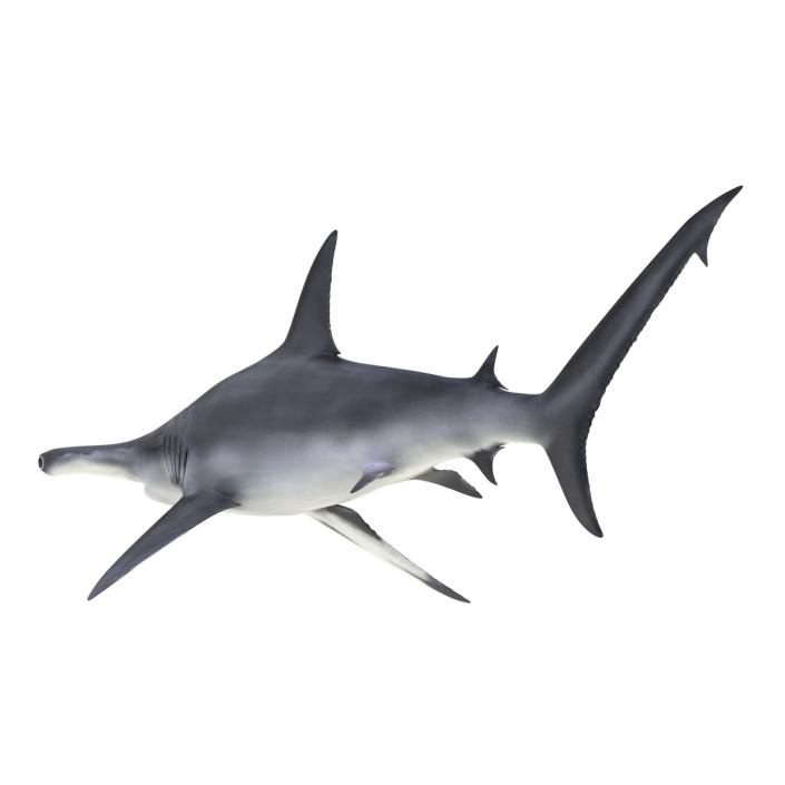 Great Hammerhead Shark Rigged 3D model